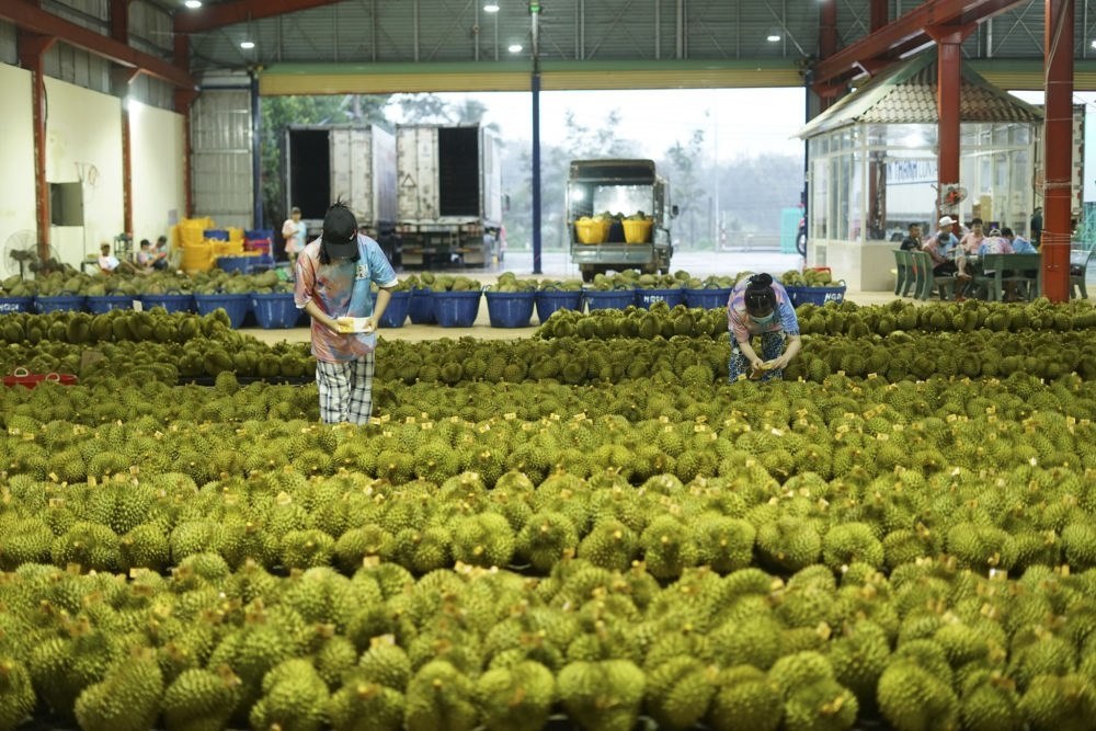 2023年9月15日，在越南多樂省一家榴蓮加工廠，工人在給即將出口到中國的榴蓮包裝貼牌。隨著《區(qū)域全面經(jīng)濟(jì)伙伴關(guān)系協(xié)定》紅利釋放，中國—東盟貿(mào)易規(guī)模進(jìn)一步擴(kuò)大。越來越多東盟國家的優(yōu)質(zhì)水果便捷地進(jìn)入中國市場，走上消費(fèi)者的餐桌。