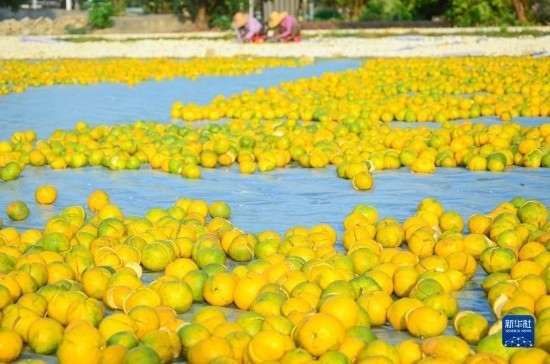11月25日在廣東省江門市新會區(qū)拍攝的在空地上晾曬的新會柑皮。