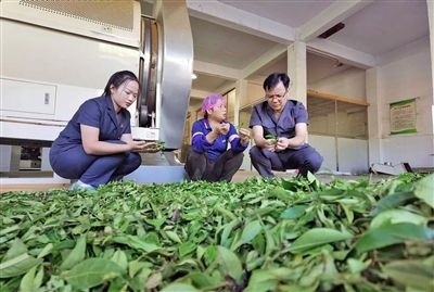  圖③：蒼梧法院六堡法庭法官深入茶企了解企業(yè)生產(chǎn)經(jīng)營情況。