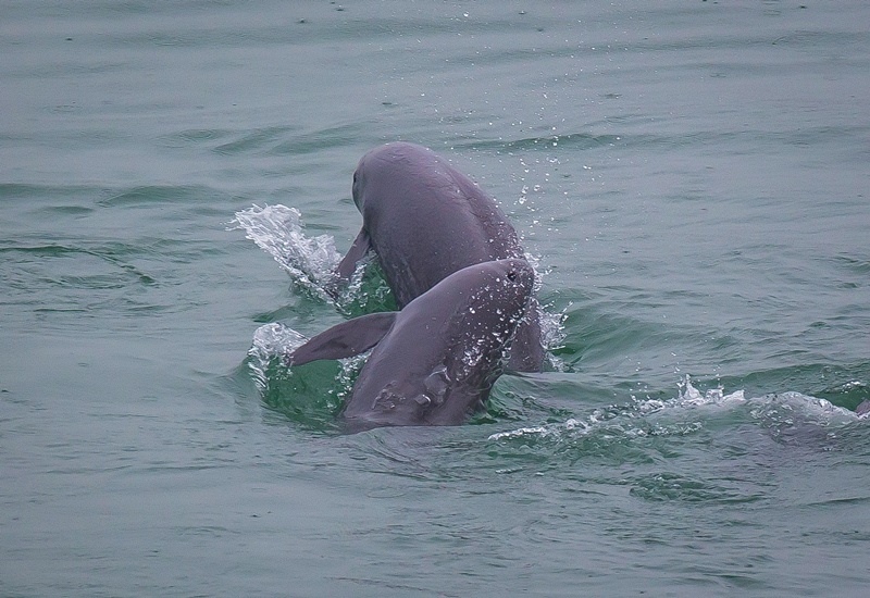2021年5月10日，在湖北省宜昌市江邊，長江江豚在水中嬉戲。