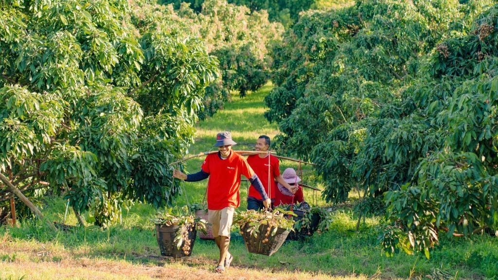 2023年10月，泰國(guó)尖竹汶府的龍眼種植園內(nèi)，采果工人正在運(yùn)輸新采摘的龍眼。（黎銀成攝 新華社發(fā)）