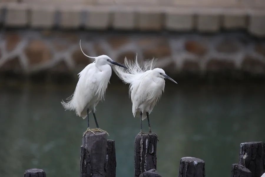 筼筜湖白鷺。人民網(wǎng)記者 陳博 攝
