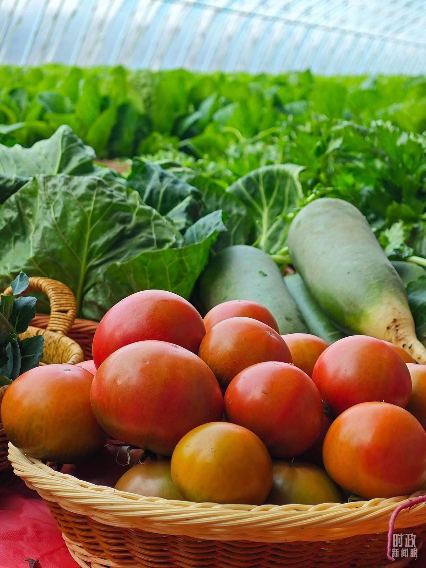 △第六埠村蔬菜大棚，蔬菜收獲頗豐。（總臺(tái)央視記者彭漢明拍攝）