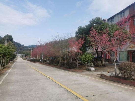 道路兩旁的山櫻花。將樂(lè)縣農(nóng)業(yè)農(nóng)村局供圖