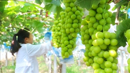 小屯村葡萄園里的陽光玫瑰葡萄。肖俊楠攝