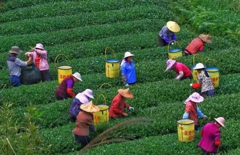 △軍營(yíng)村茶農(nóng)在茶園采茶。