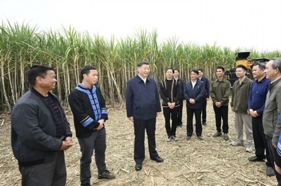 2023年12月14日，習(xí)近平總書(shū)記在廣西來(lái)賓市國(guó)家現(xiàn)代農(nóng)業(yè)產(chǎn)業(yè)園黃安優(yōu)質(zhì)“雙高”糖料蔗基地考察。