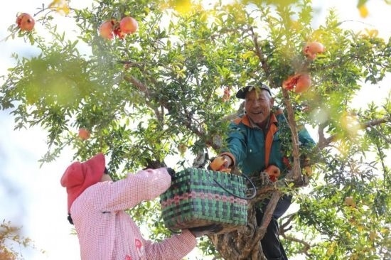 紅彤彤的石榴掛滿枝頭，農(nóng)戶們穿梭在林中采摘，享受著豐收的喜悅。