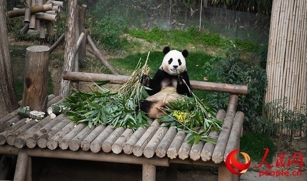 “福寶”享用新鮮的竹子。人民網 李帆攝