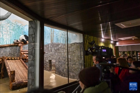 3月8日，人們?cè)诙砹_斯莫斯科動(dòng)物園觀看大熊貓“喀秋莎”（左）和媽媽“丁丁”。新華社記者 曹陽(yáng) 攝