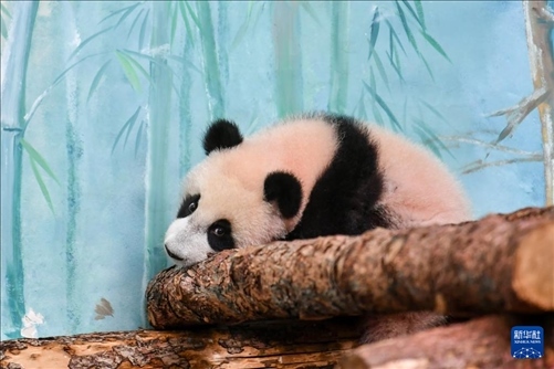 這是3月8日在俄羅斯莫斯科動(dòng)物園拍攝的大熊貓“喀秋莎”。新華社記者 曹陽(yáng) 攝