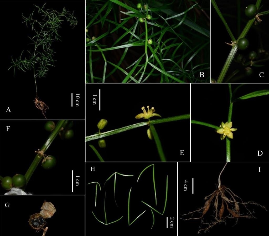 圖為大別山天門(mén)冬的形態(tài)特征。（中國(guó)科學(xué)院武漢植物園供圖）