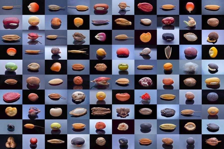 微距鏡頭下，湖南省農(nóng)作物種質(zhì)資源庫的種子千姿百態(tài)（100個種子拼版照片）。