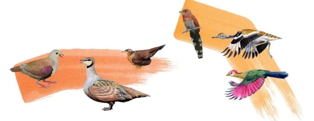 鴿鴇類。浙江大學供圖