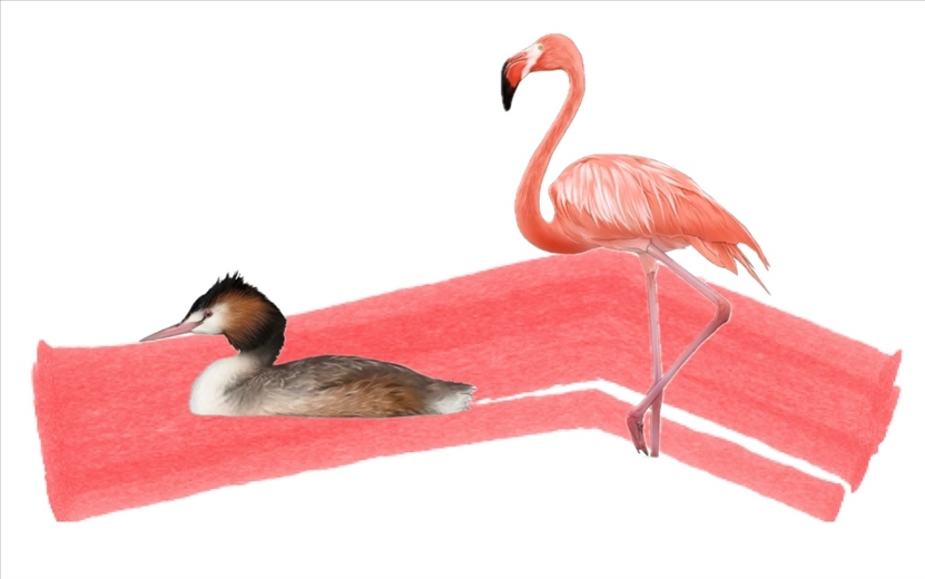 奇跡鳥類（火烈鳥總目）。浙江大學供圖