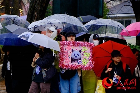 因“福寶”獲得力量和慰藉的年輕粉絲。 人民網(wǎng) 李帆攝