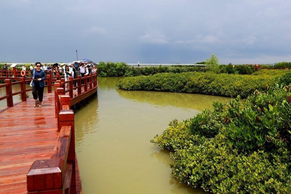 △2023年6月13日，人們在廣東湛江市麻章區(qū)金牛島觀賞紅樹林。