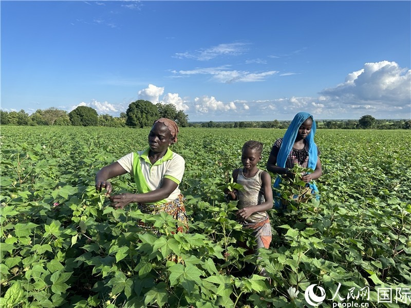 當(dāng)?shù)孛揶r(nóng)在麥田里勞作。人民網(wǎng)記者 黃培昭攝