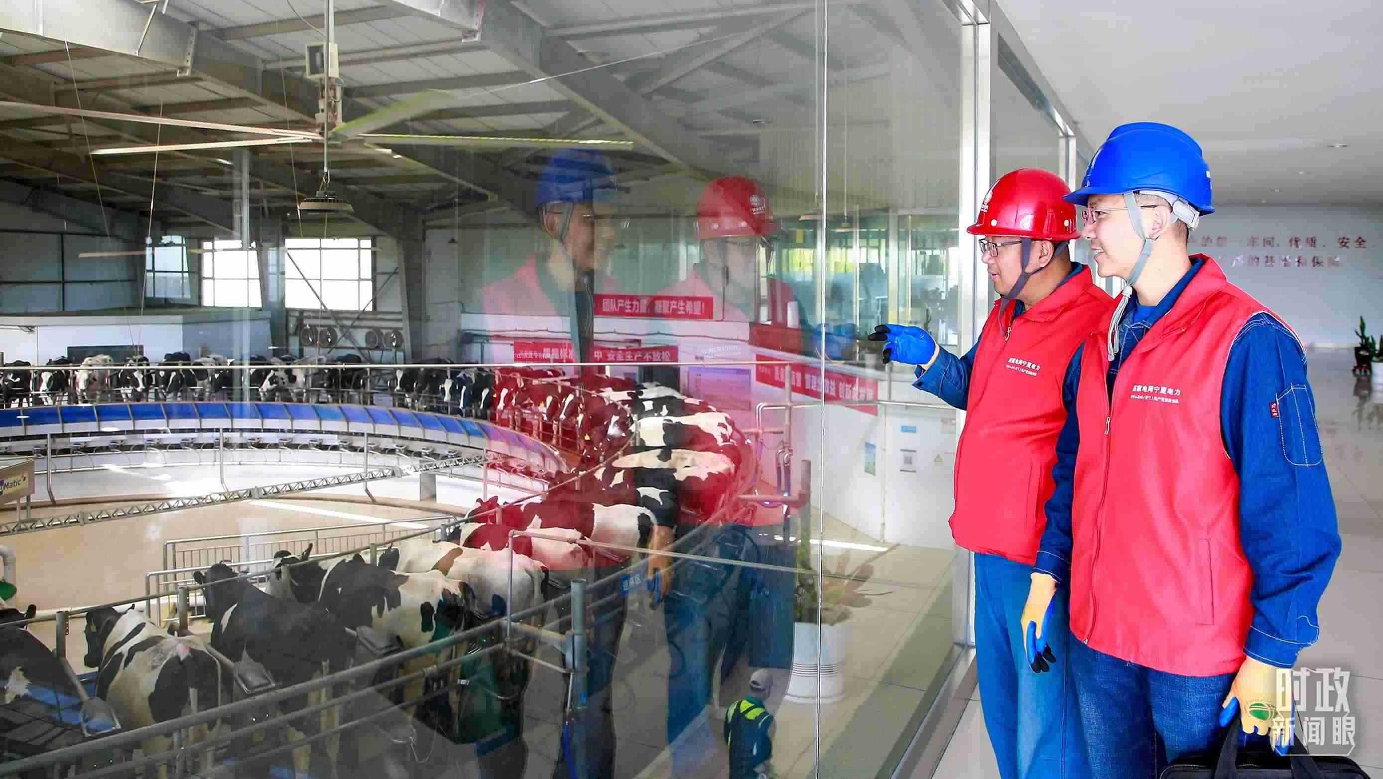  △寧夏銀川，電力員工深入奶牛養(yǎng)殖企業(yè)，助力數(shù)智化養(yǎng)殖。（圖/視覺中國）
