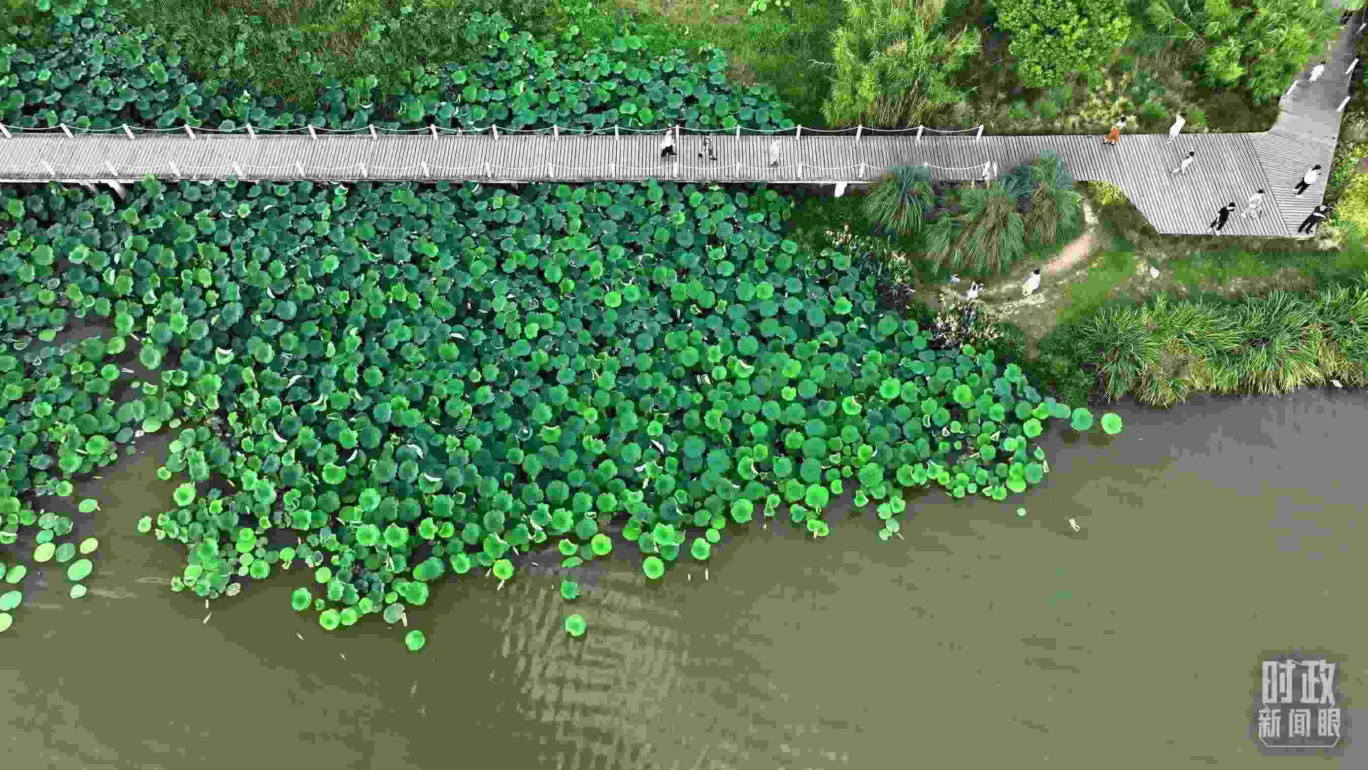 △陜西漢中天漢濕地公園內(nèi)，游人穿行，荷影婆娑。（總臺(tái)記者劉海濤拍攝）