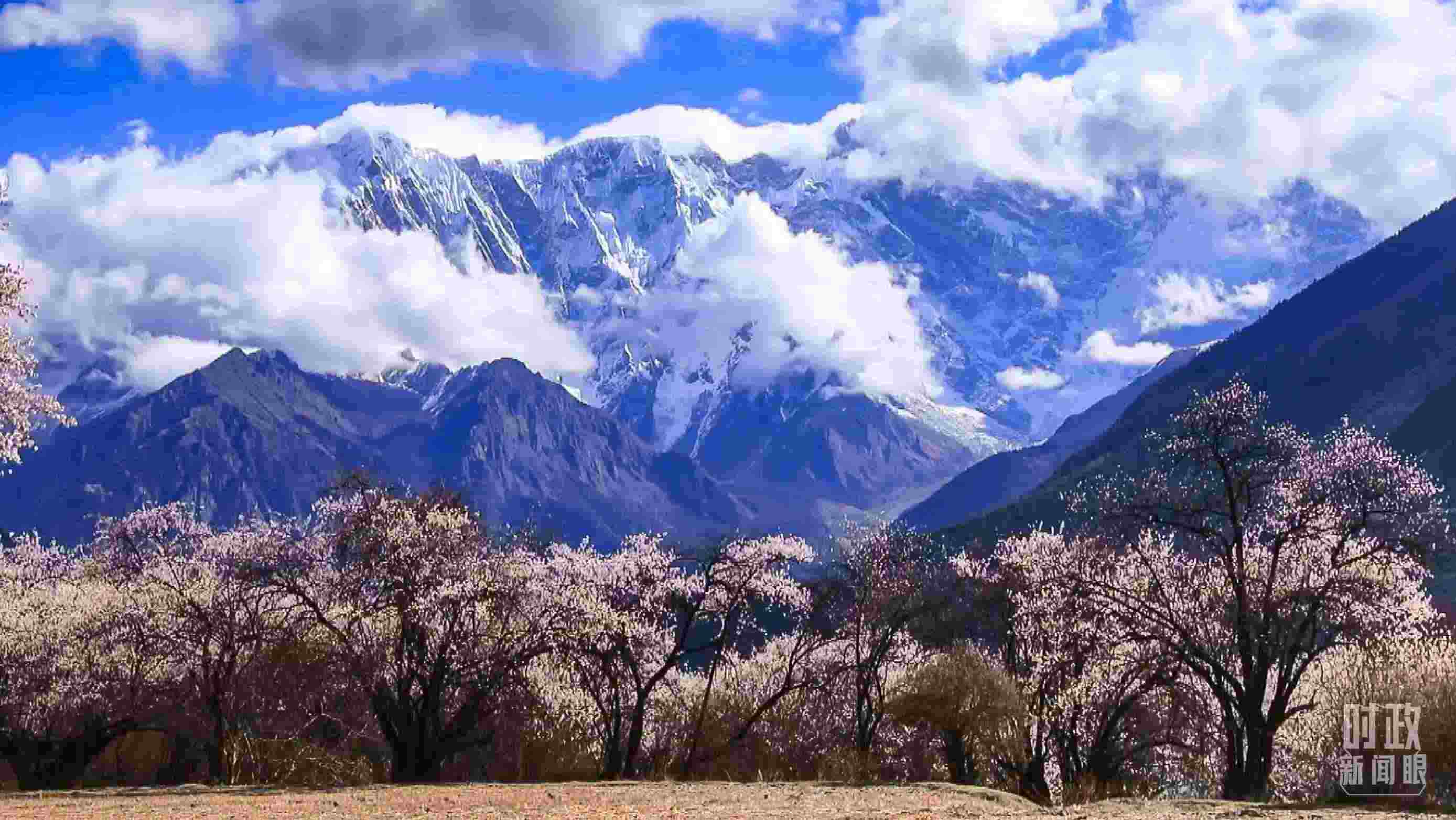 △西藏林芝。（總臺(tái)記者李旭拍攝）