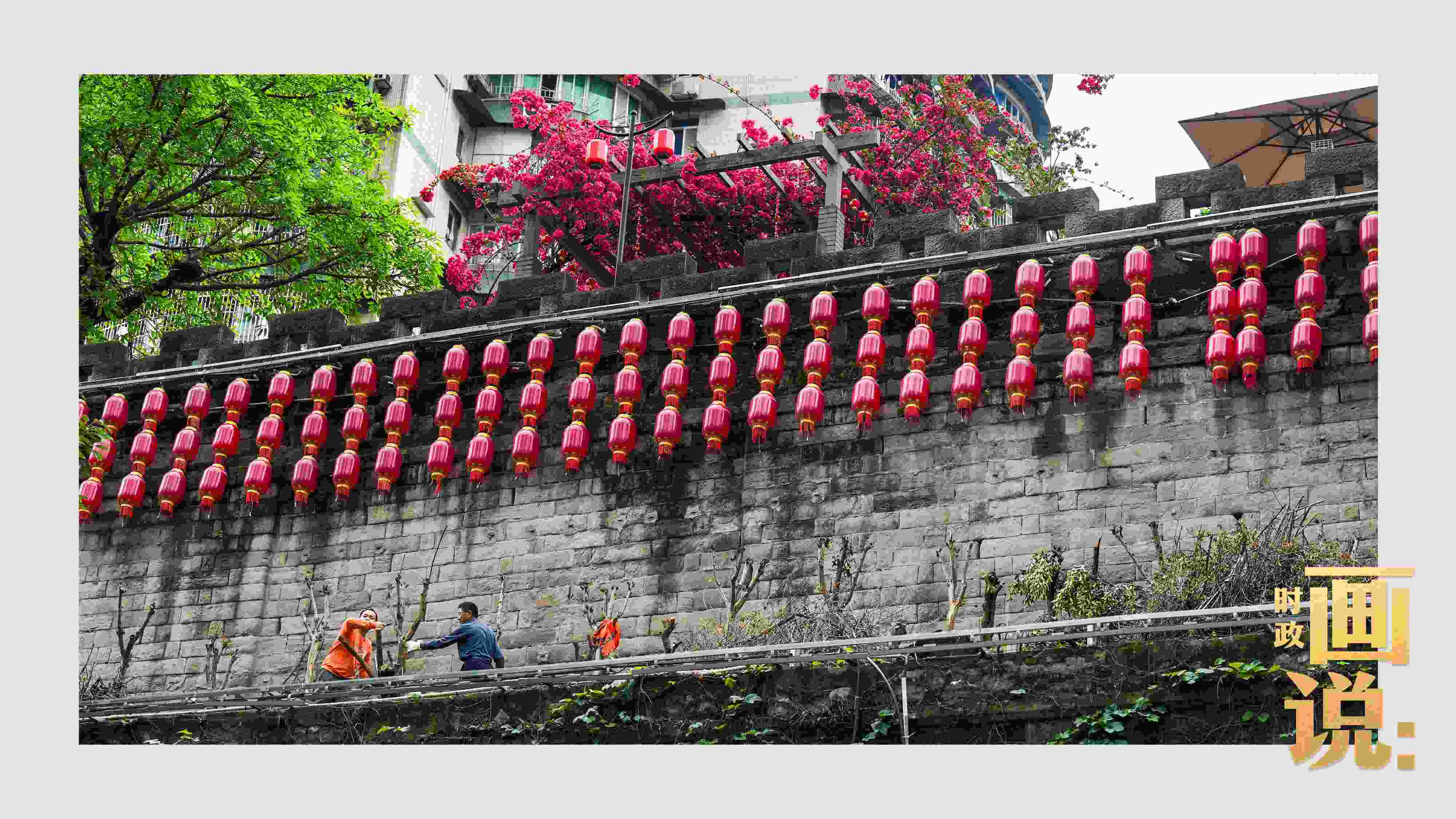 △盛放的三角梅下，園林工人修剪著古老通遠(yuǎn)門城墻上的一抹新綠。