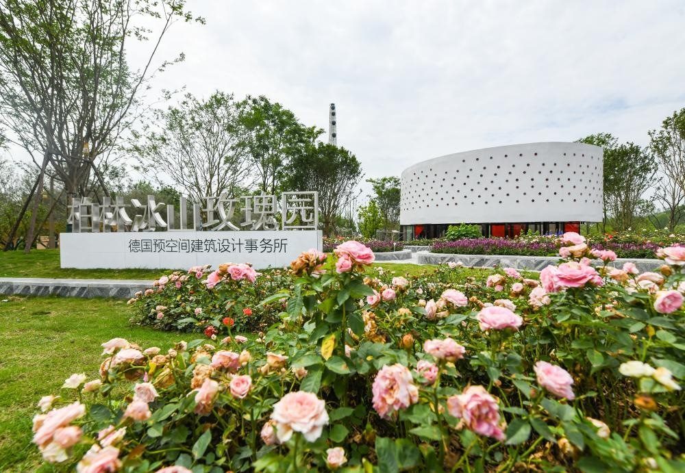 這是2024年4月22日拍攝的成都世園會(huì)主會(huì)場德國柏林冰山玫瑰園。新華社記者 王曦 攝