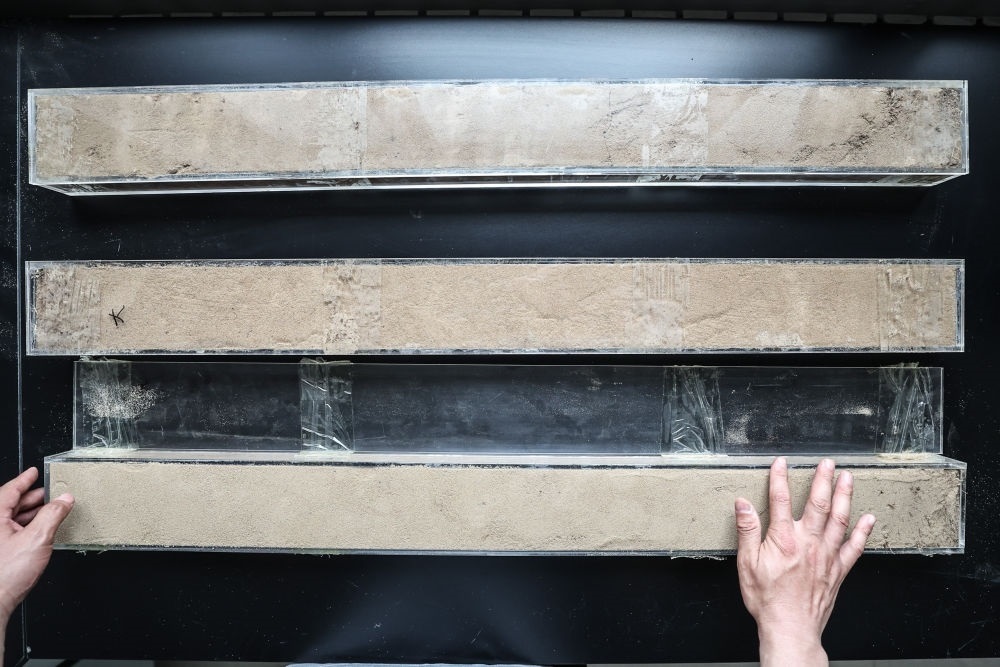 “草根博士”呂林有在遼寧省農(nóng)業(yè)科學院沙地治理與利用研究所章古臺基地實驗室整理提取的沙地土壤剖面樣本（2024年5月30日攝）。新華社記者 潘昱龍 攝