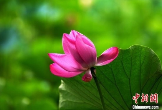 6月19日，時值一年畢業(yè)季，四川大學望江校區(qū)荷花池里的荷花盛開，成為了畢業(yè)生們的打卡圣地，吸引了眾多畢業(yè)生拍照留念。圖為盛開的荷花。中新社記者 安源 攝