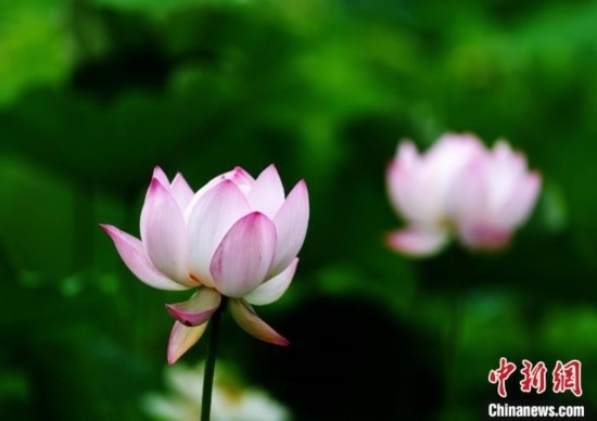 6月19日，時值一年畢業(yè)季，四川大學望江校區(qū)荷花池里的荷花盛開，成為了畢業(yè)生們的打卡圣地，吸引了眾多畢業(yè)生拍照留念。圖為盛開的荷花。中新社記者 安源 攝