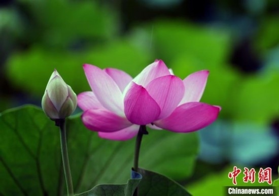 6月19日，時值一年畢業(yè)季，四川大學望江校區(qū)荷花池里的荷花盛開，成為了畢業(yè)生們的打卡圣地，吸引了眾多畢業(yè)生拍照留念。圖為盛開的荷花。中新社記者 安源 攝