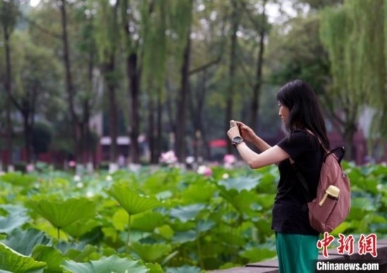6月19日，時值一年畢業(yè)季，四川大學望江校區(qū)荷花池里的荷花盛開，成為了畢業(yè)生們的打卡圣地，吸引了眾多畢業(yè)生拍照留念。圖為畢業(yè)生在荷花池邊拍照留念。中新社記者 安源 攝