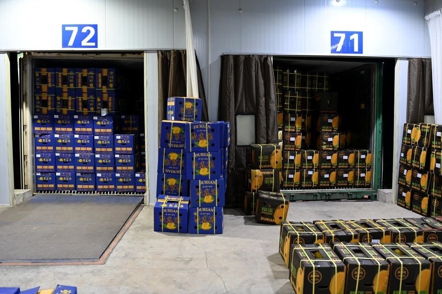 2023年9月12日在廣西憑祥友誼關(guān)口岸拍攝的等待通關(guān)的進口榴蓮。新華社記者 曹祎銘 攝