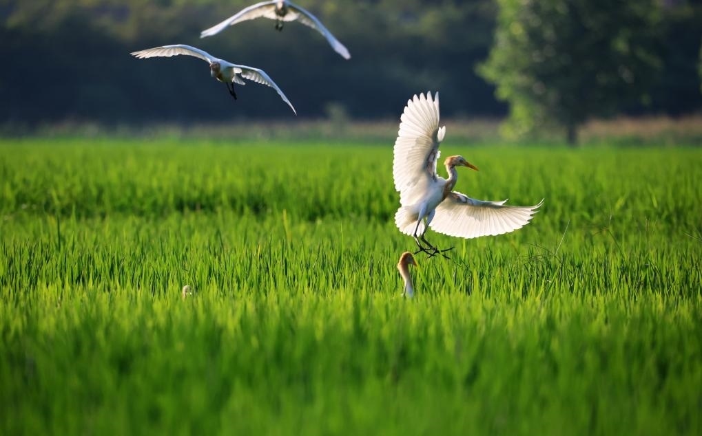 2023年8月7日，鷺鳥(niǎo)在山東省臨沂市郯城縣郯城街道水稻田間飛舞。新華社發(fā)（張春雷 攝）