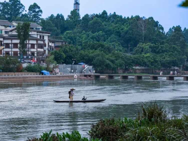 蘇稽古鎮(zhèn)的漁民在進行魚鷹捕魚表演。本報記者 伊霄攝