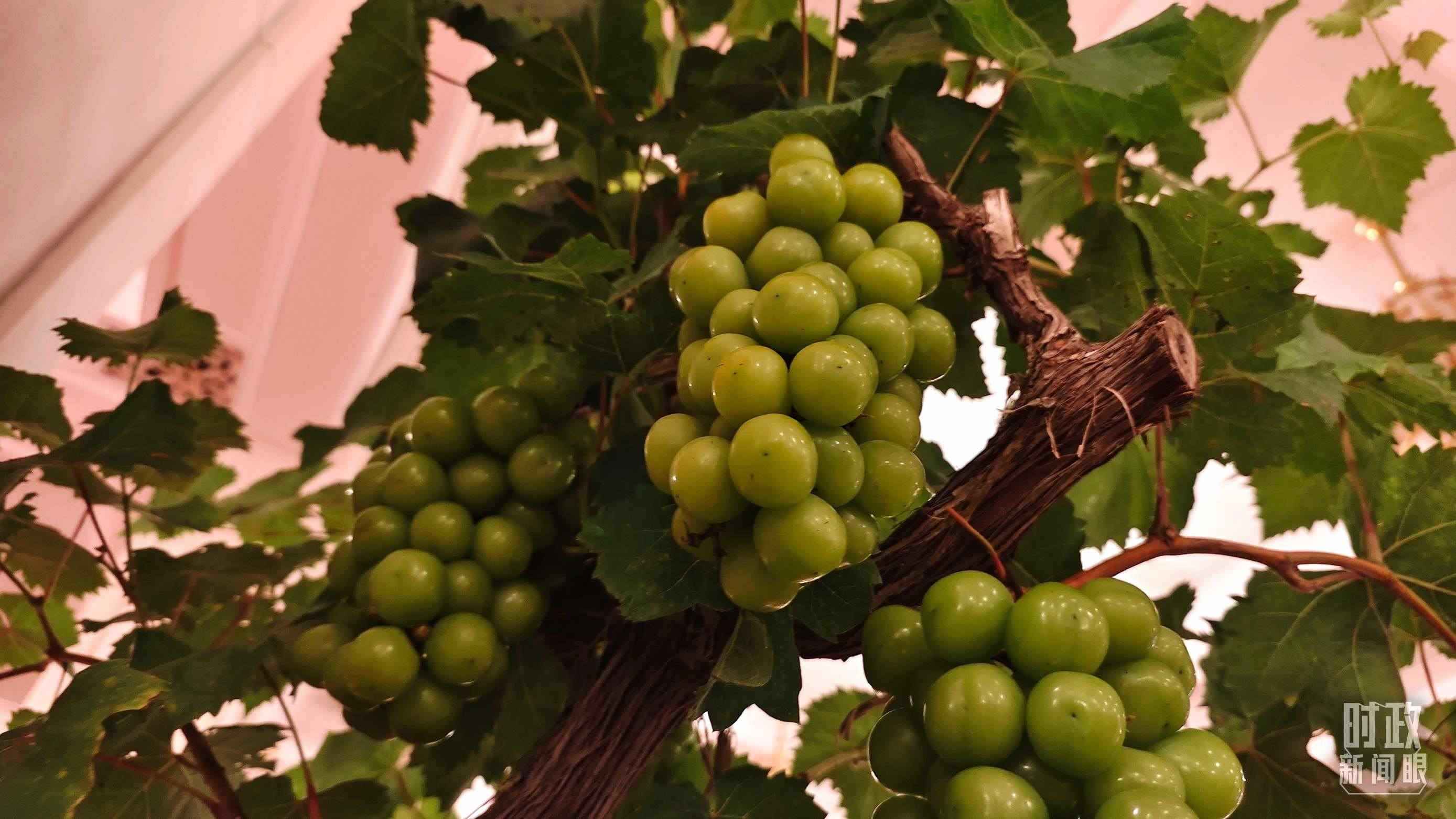  △人民大會(huì)堂的盆景，碩果累累。（總臺(tái)央視記者韓銳拍攝）