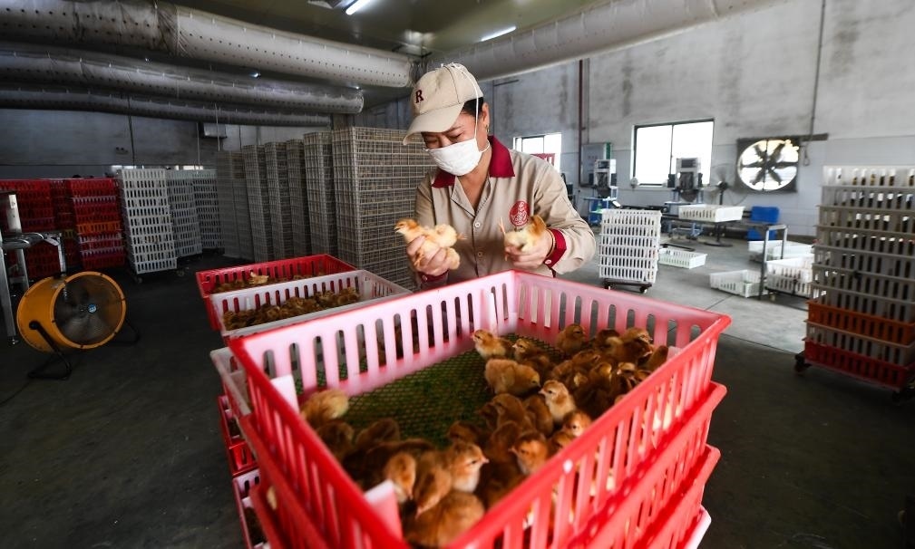 在文昌市的海南（潭牛）文昌雞股份有限公司孵化廠，工人在挑選文昌雞苗。新華社記者楊冠宇 攝