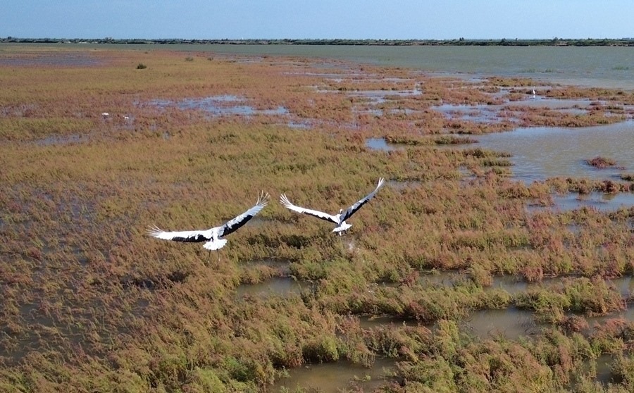2024年8月28日，丹頂鶴在黃河三角洲國(guó)家級(jí)自然保護(hù)區(qū)展翅翱翔（無(wú)人機(jī)照片）。新華社記者 徐速繪 攝
