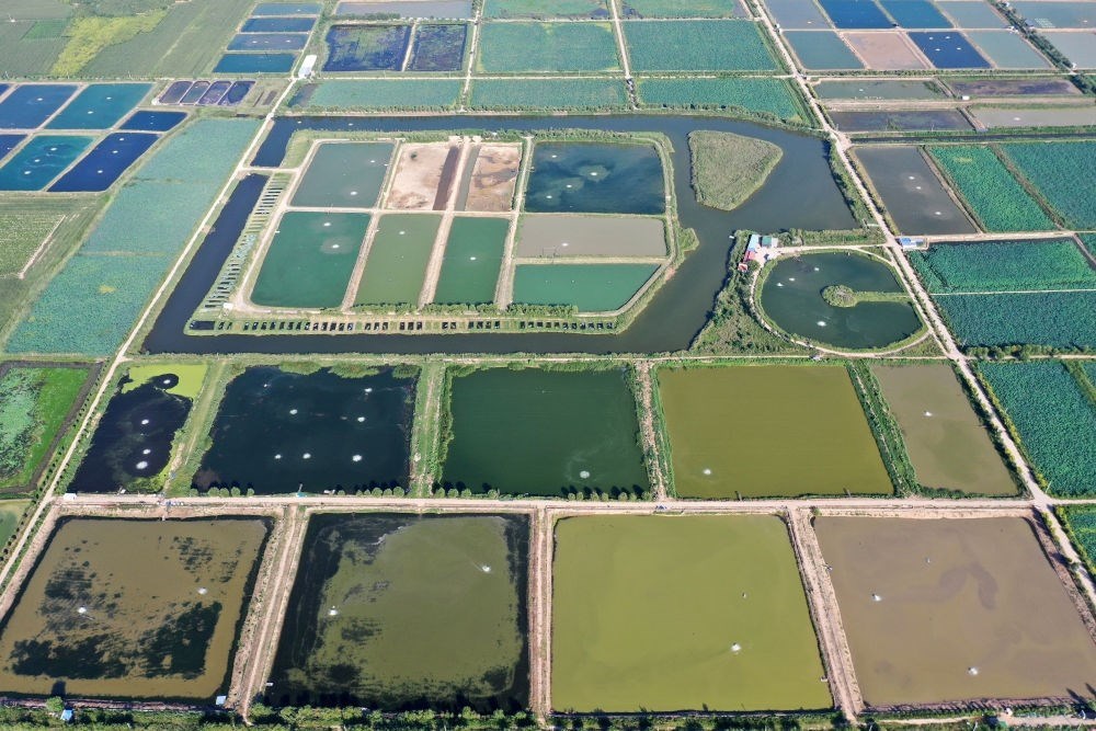 2024年8月13日在山西省臨猗縣薛公村拍攝的蟹塘（無人機照片）。薛公村位于黃河岸邊，有5000多畝黃河灘涂和近5000畝荒溝。當?shù)赝ㄟ^將荒溝和灘涂進行整合，發(fā)展特色水產(chǎn)養(yǎng)殖，讓守著黃河水、住在黃河灘的薛公村村民有了新的致富路。