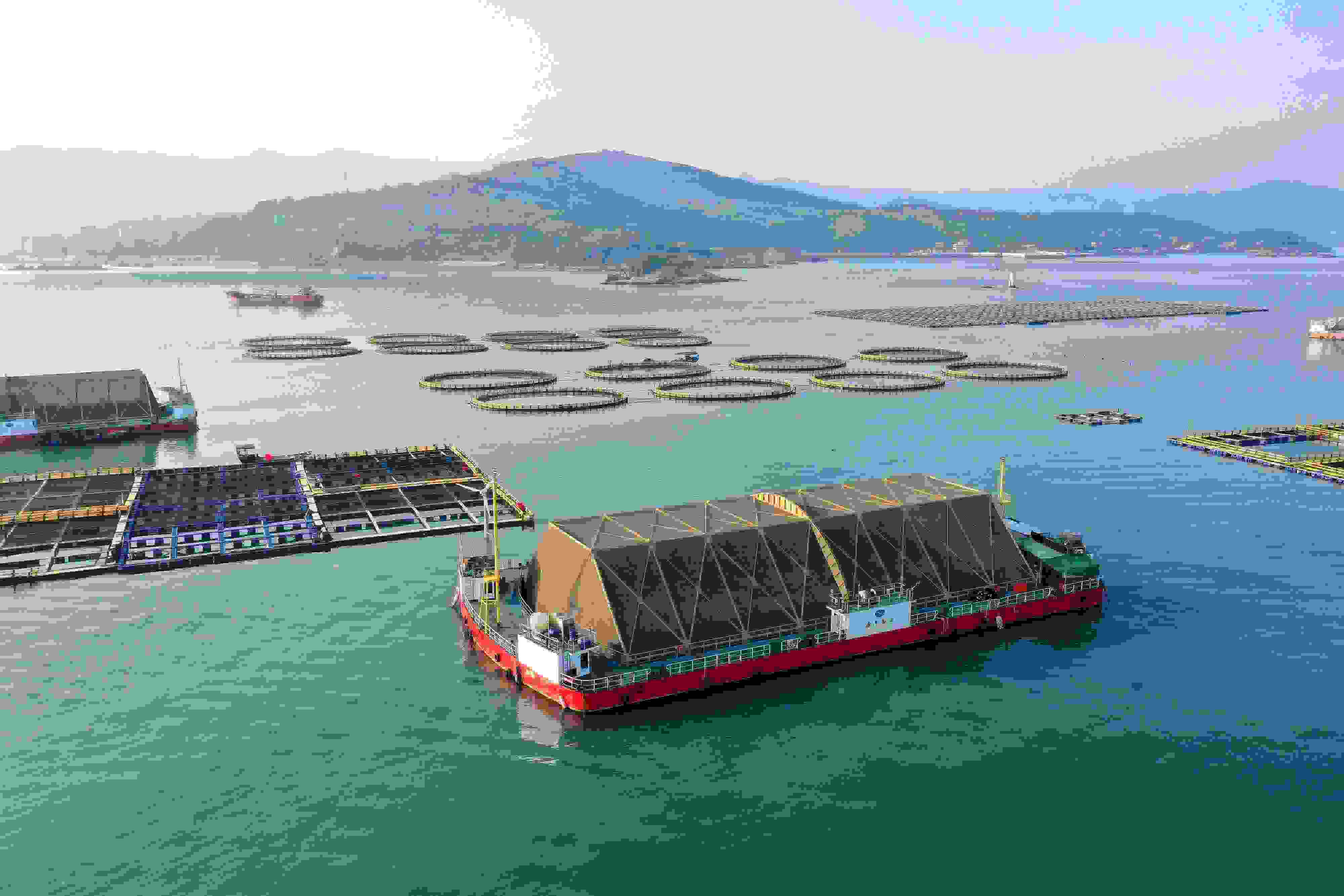 2024年9月10日拍攝的福建省福州市連江縣定海灣海域的現(xiàn)代化“海上糧倉”。