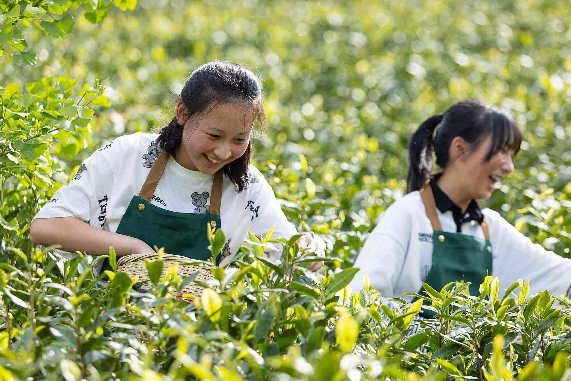 浙江安吉，游客在茶園里體驗采茶