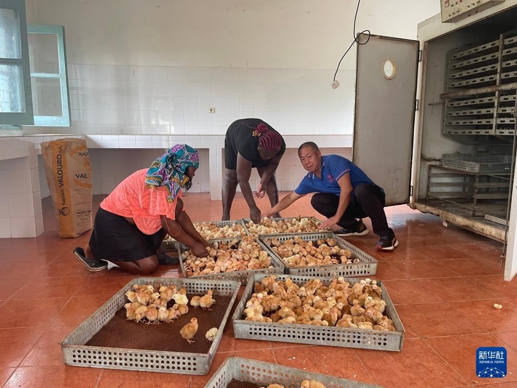 中國援圣普農(nóng)牧業(yè)技術(shù)項(xiàng)目組專家在圣多美和普林西比家禽繁育中心指導(dǎo)雛雞人工孵化技術(shù)（2024年10月8日攝）。新華社發(fā)（中國援圣普農(nóng)技組供圖）