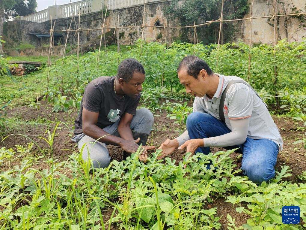 中國援圣普農(nóng)牧業(yè)技術(shù)項(xiàng)目組專家彭杰（右）在圣多美和普林西比的梅佐希大區(qū)指導(dǎo)蔬菜種植戶改善田間管理技術(shù)（2024年1月25日攝）。新華社發(fā)（中國援圣普農(nóng)技組供圖）