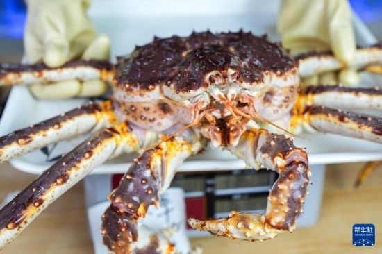 這是9月20日在吉林省琿春市的東北亞跨境電商產(chǎn)業(yè)園內(nèi)的帝王蟹保稅店拍攝的帝王蟹。新華社記者 許暢 攝