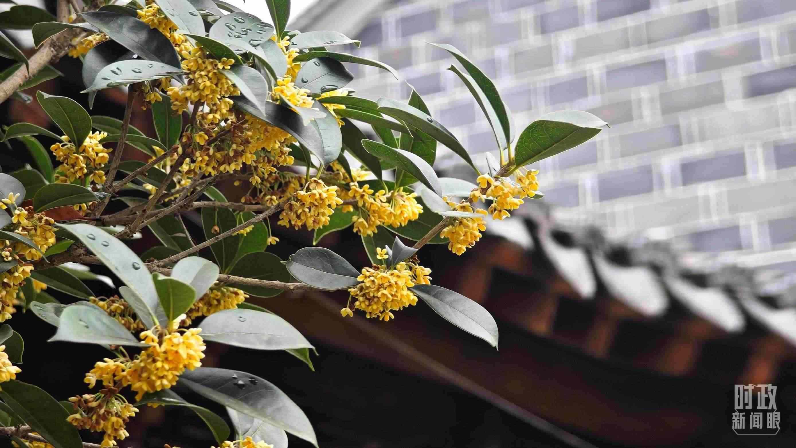 △六尺巷。（總臺(tái)央視記者趙化、彭漢明拍攝）