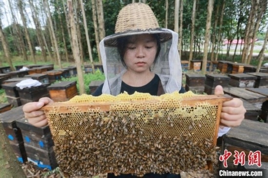 吳素英查看蜂蜜產蜜情況。湯曉逵 攝