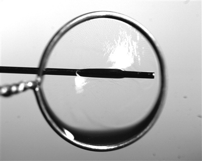 液膜被銅針穿透時仍能保持不破裂。 受訪者供圖