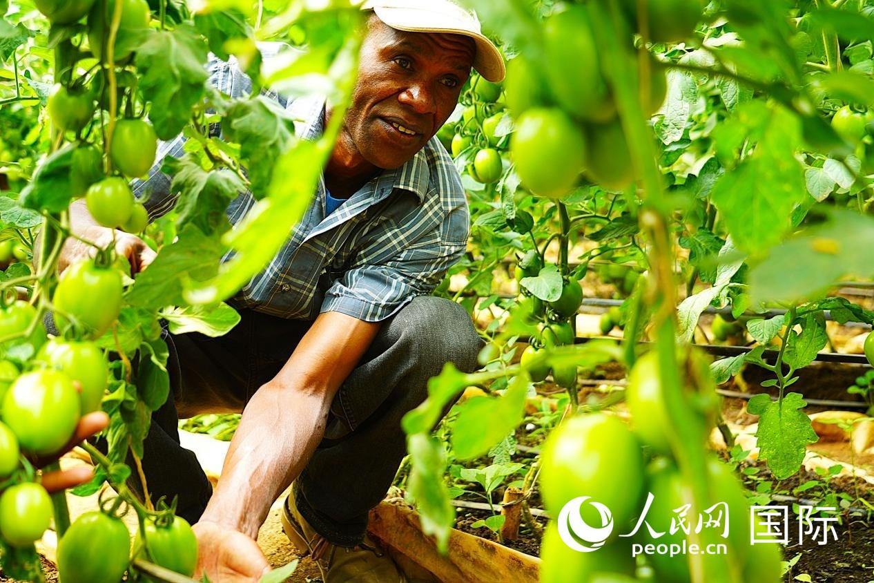 肯尼亞納庫魯郡，當(dāng)?shù)剞r(nóng)民喬納·卡蘭賈家的溫室大棚里，番茄長勢喜人。人民網(wǎng)記者 黃煒鑫攝