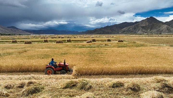 2024年9月10日在西藏日喀則市白朗縣巴扎鄉(xiāng)拍攝的秋收?qǐng)鼍埃o人機(jī)照片）。新華社記者 晉美多吉 攝