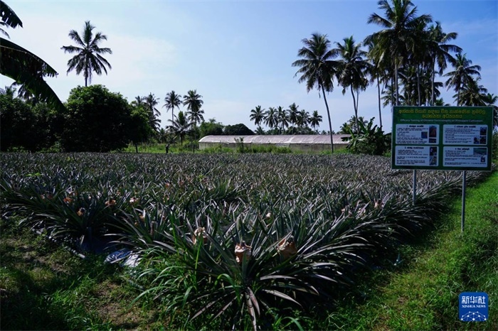 這是12月23日在斯里蘭卡馬坎杜拉拍攝的中國技術(shù)試驗(yàn)田菠蘿田。新華社記者 陳冬書 攝